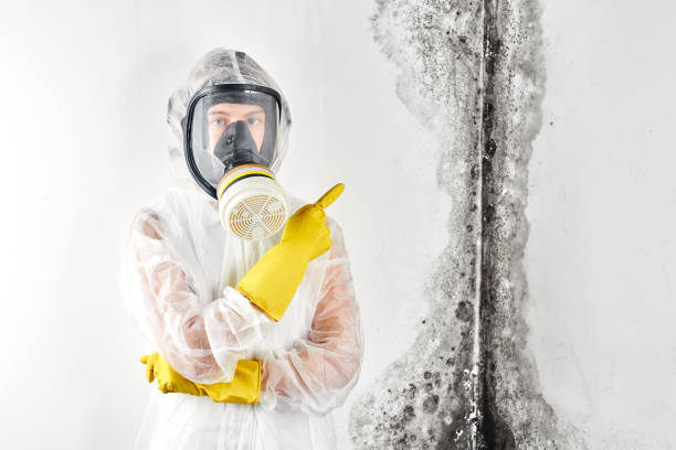 Why You Should Choose Our Mold Remediation Services in Bensenville, IL